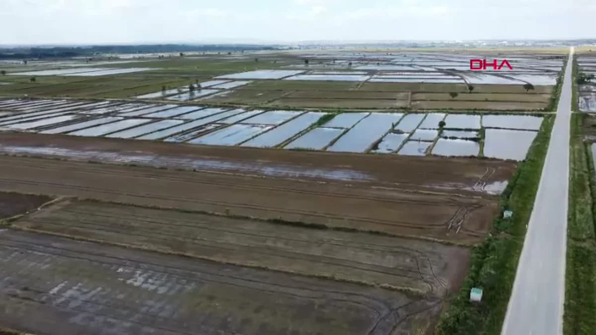 Edirne’de Çeltik Ekimi Yağışlar Nedeniyle Gecikti: Üretici Umutlu