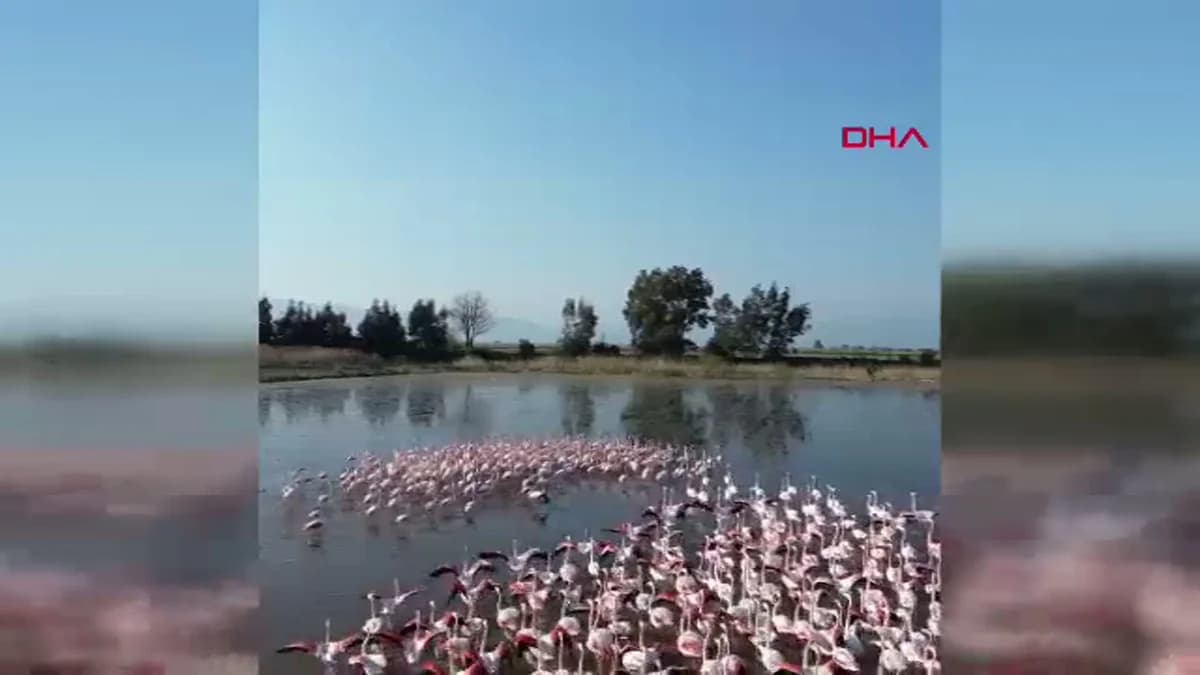 Büyük Menderes’in Taşması Flamingoları Çekti