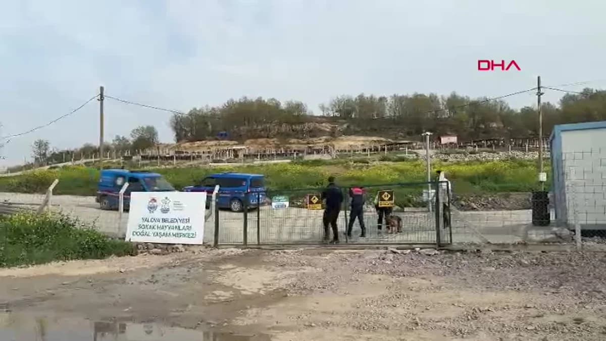 Yalova’da Sokak Hayvanları Üzerine Soruşturma Başlatıldı