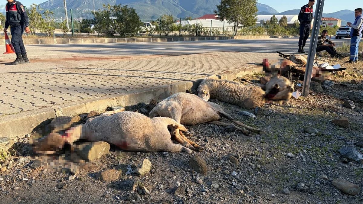 Fethiye’de Motosiklet Koyun Sürüsüne Çarptı: 8 Koyun Hayatını Kaybetti, Sürücü Yaralandı