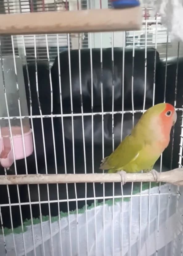 Denizli’deki Petshop Denetimlerinde 14 Papağan ve 150 Su Kaplumbağasına El Konuldu