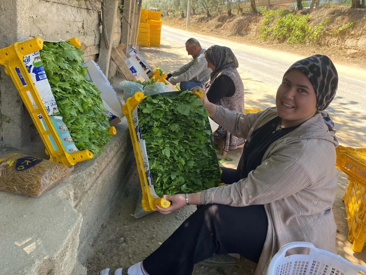 Alaşehir’de Asma Yaprağı Üreticinin Yüzünü Güldürüyor: Sultaniye Yaprağı Altın Değerinde