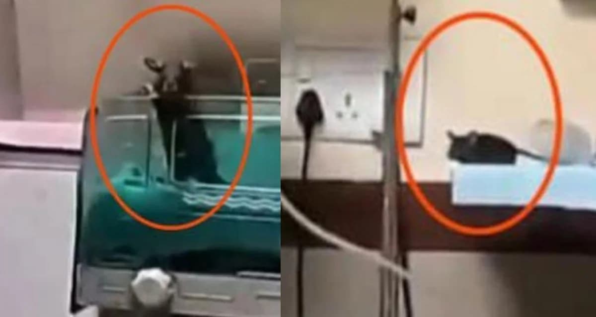 Kamu Hastanesinde Bebek Ölümü: Fare Isırıkları İddiası Şoke Etti
