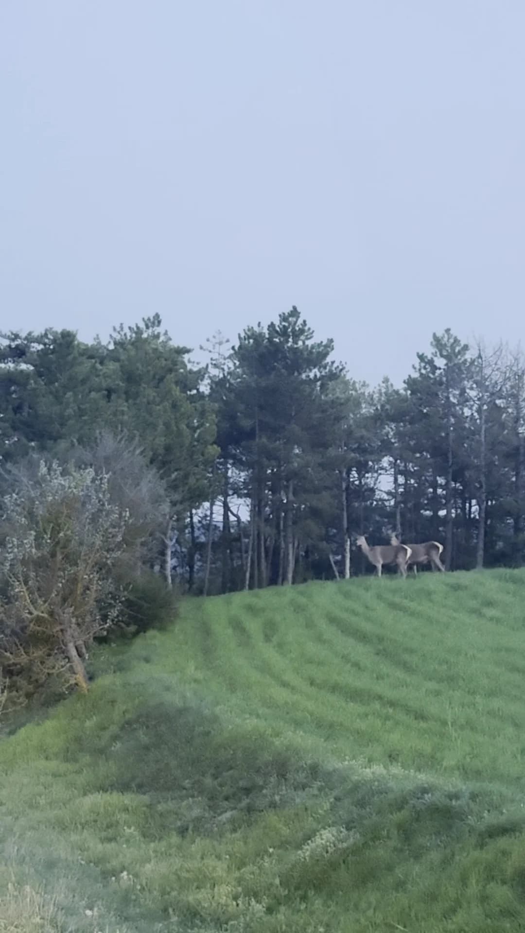 Bolu’nun Sakin Beldesinde Nefes Kesen Karaca Görüntüleri
