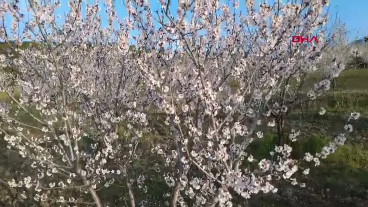 Manisa’da Badem Ağaçları Çiçek Açtı: Göz Alıcı Görsel Şölen