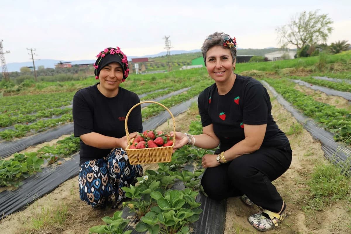 Tire’de Organik Çilek Hasadı Coşkusu Başladı