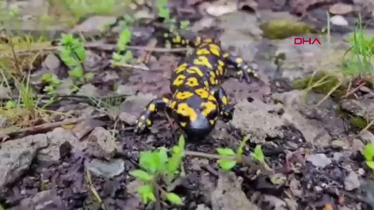 Erzincan Kemaliye’de Nesli Tehlikede Olan Benekli Semender Görüntülendi