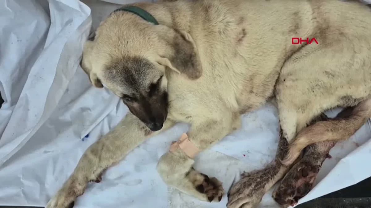 Zonguldak’ta Vahşet: Vurulmuş Kayıp Köpek Bulundu, Şüpheli Tutuklandı