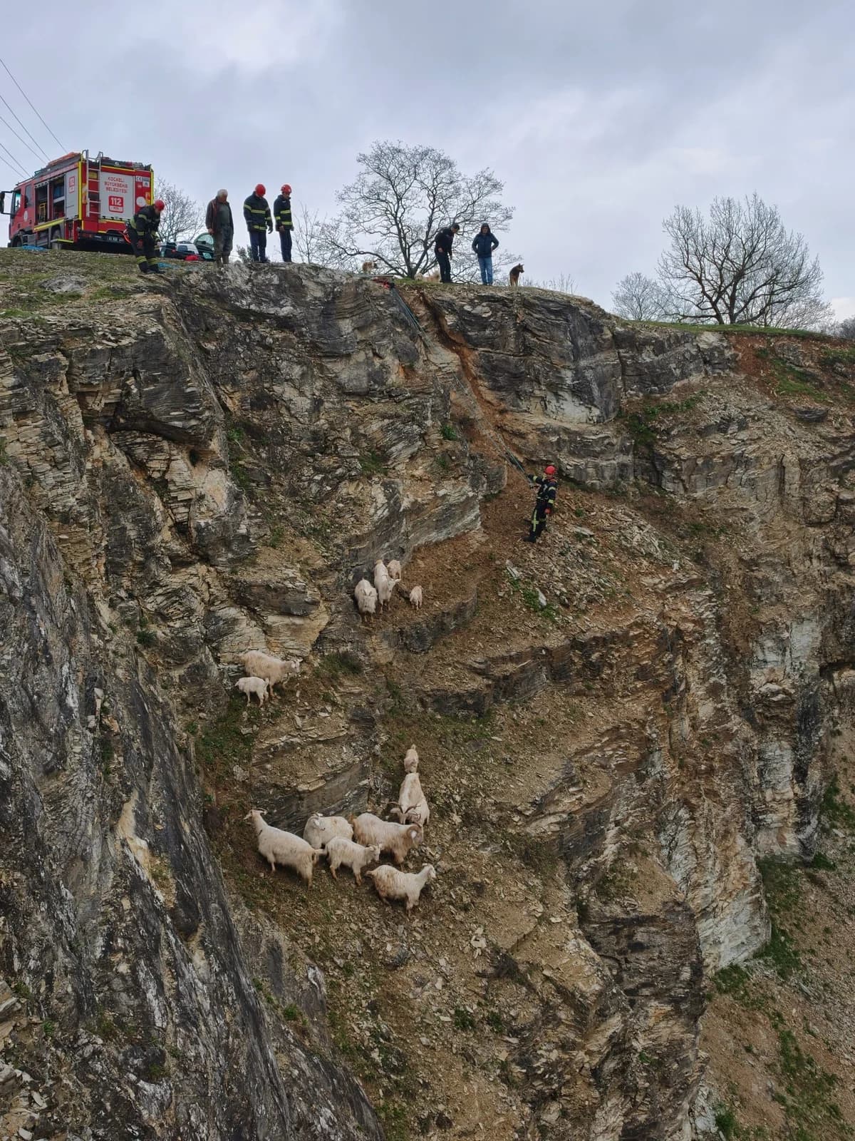 İzmit’te Yabani Hayvan Korkusu: Keçiler Kurtarıldı