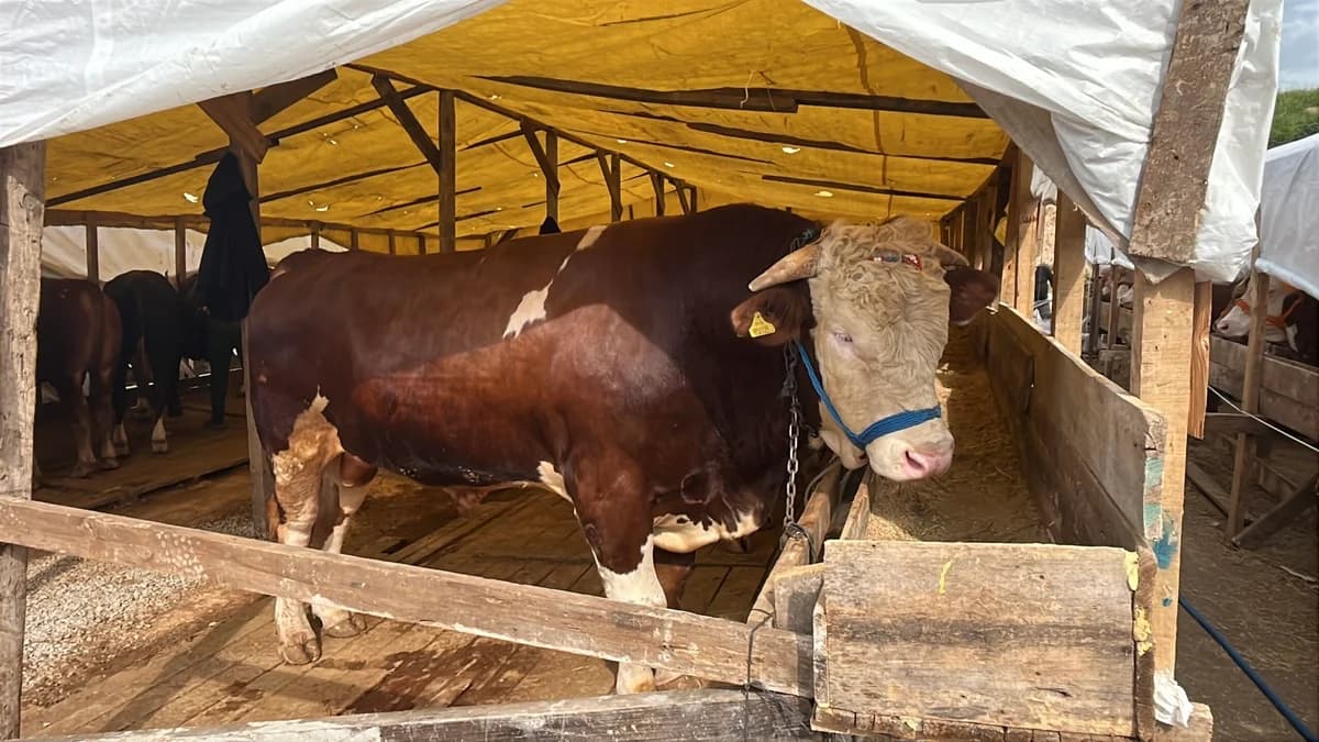 1 Tonluk Boğa ‘Şampiyon’ 420 Bin TL’ye Pazarda: Gebze Belediye Başkanı ile Eğlenceli Pazarlık