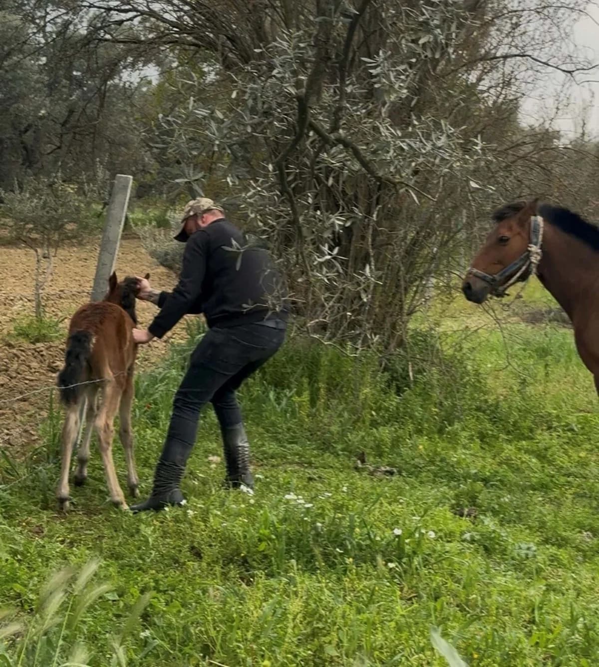 Dikenli Tellere Takılan Tay, Kahraman Bir Şahıs Tarafından Kurtarıldı