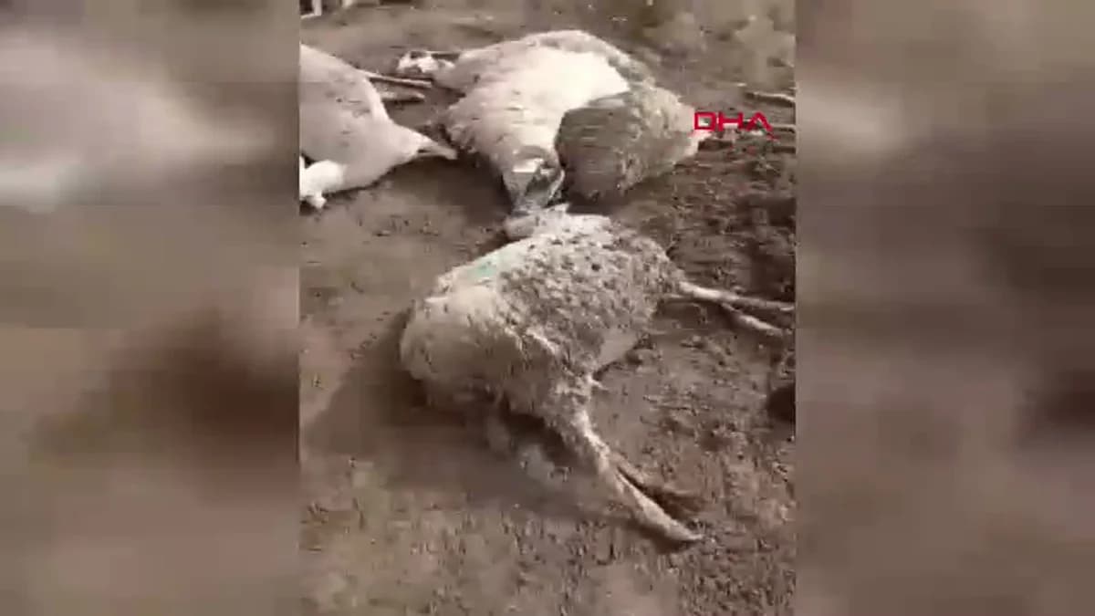 Aydın’da Kurt Saldırısı: 12 Koyun Telef Oldu