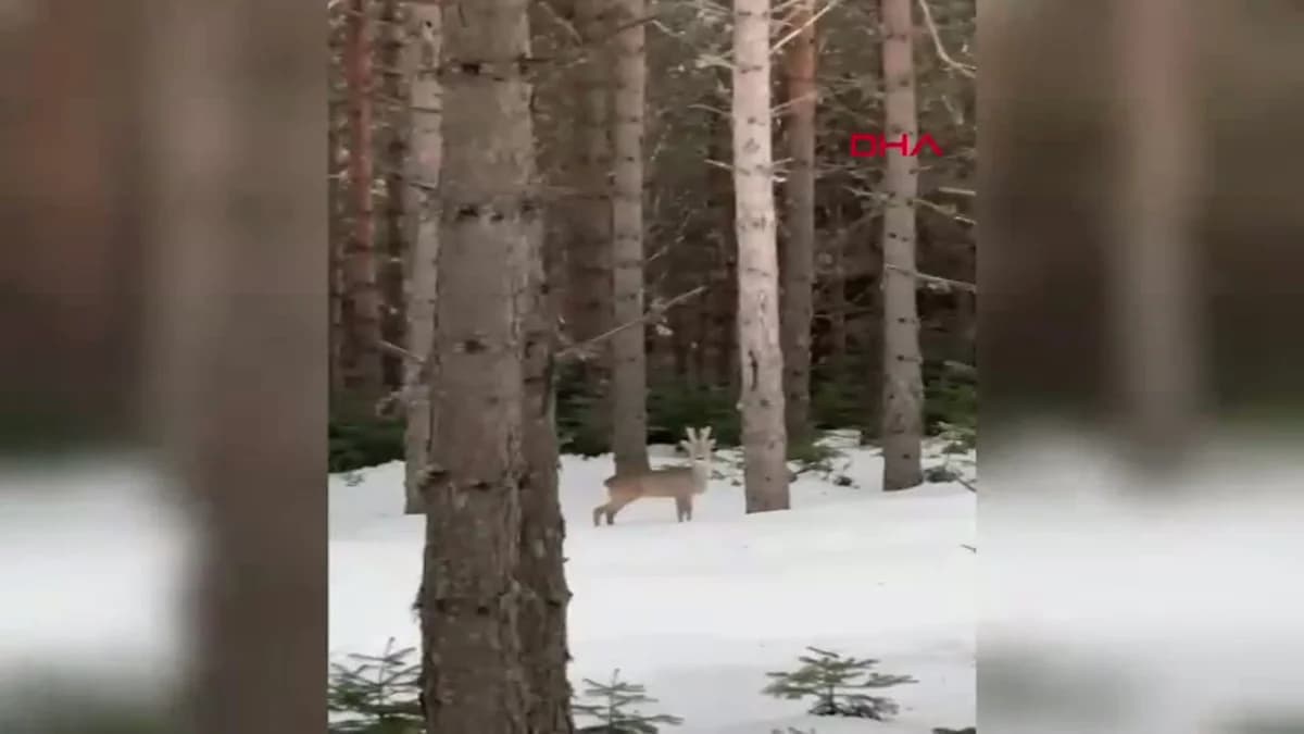Bolu Ormanında Karaca Görüntülendi