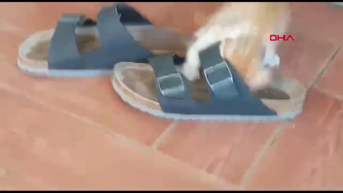 Papyonlu Kedi ‘Foça’, Emekli Çiftin Hayatına Neşe Kattı: ‘Onsuz Bir Hayatı Düşünemiyoruz’