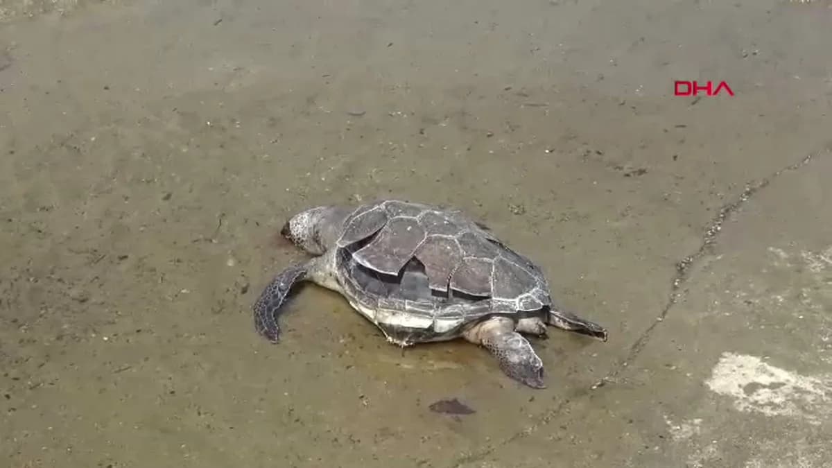 Gazipaşa Sahiline Caretta Caretta Vurdu: Doğal Ölüm Mü, Yeni Bir Kayıp mı?