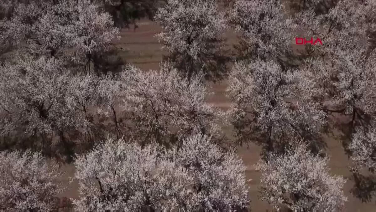 Iğdır Ovası’nda Kayısı Ağaçları Çiçek Açtı, Beyaz Gelinliğiyle Büyüledi
