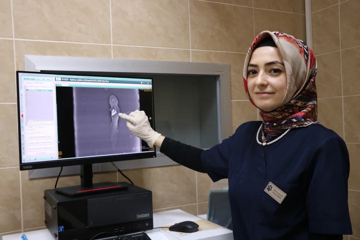 Aksolotl Balığı Ameliyatla Taşlardan Kurtarıldı