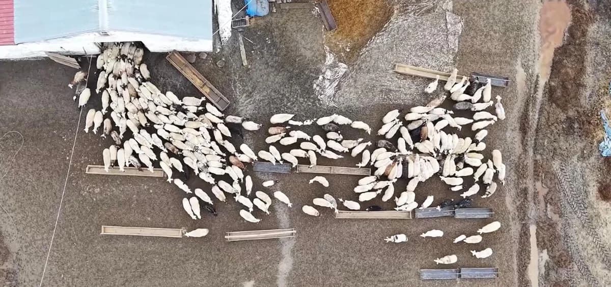 Kuzular Anneleriyle Buluştu: Dronla Görüntülenen Anlar