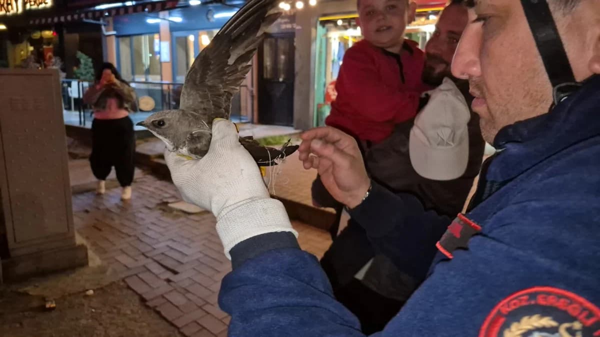Ereğli’de Nefes Kesen Kurtarma: Boynuna İp Dolan Ebabil, Caddeyi Trafiğe Kapattırdı