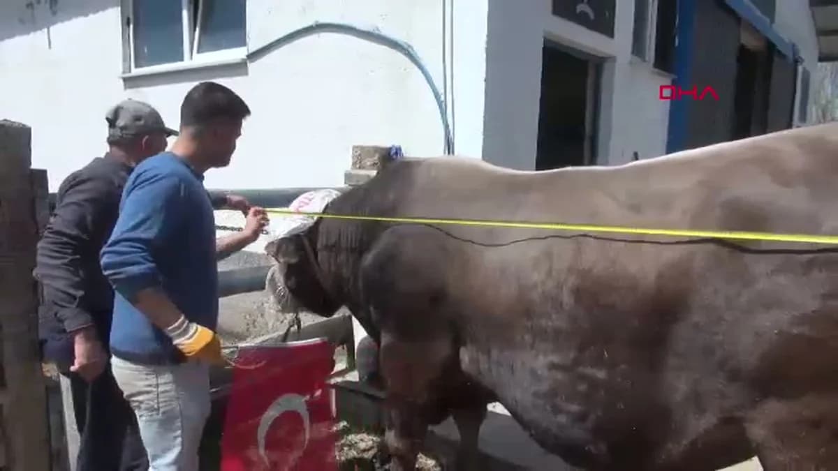 Sivas’ın ‘Dev’ Boğası Poyraz, 435 Bin TL’ye Kurban Bayramı’na Hazır