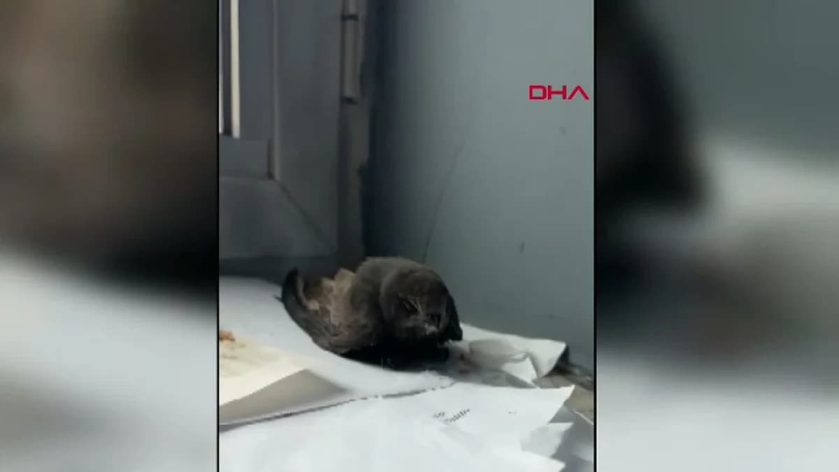 Van’da Öğrencilerin Bulduğu Ebabil Kuşu Koruma Altına Alındı