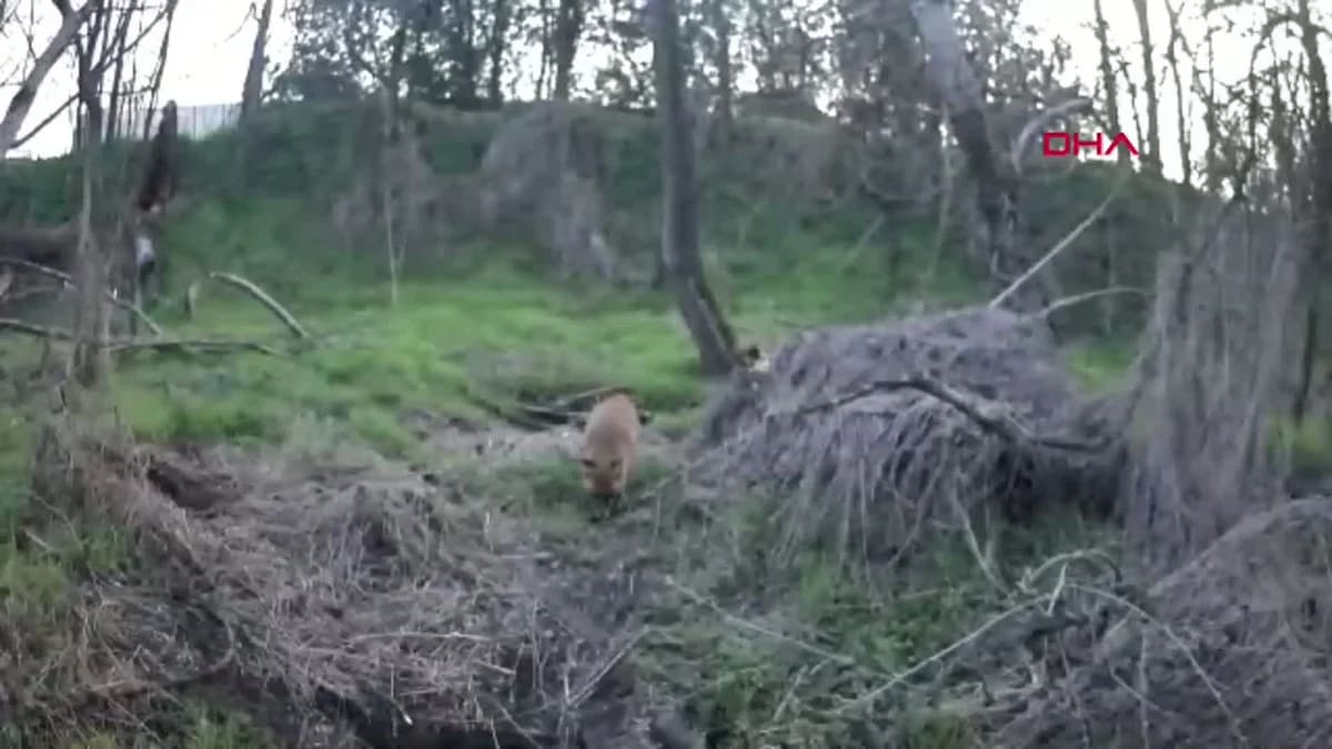 Edirne’de Üniversite Kampüsünde Gizemli Yaban Hayatı: Foto Kaplanlar Ortaya Çıkardı!