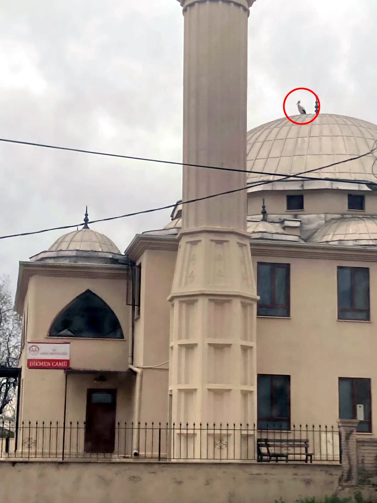Leyleğin Yuvaya Dönüşü İçin Çağrı: Yaban Hayatı Gözlemcisinden Önemli Mesaj
