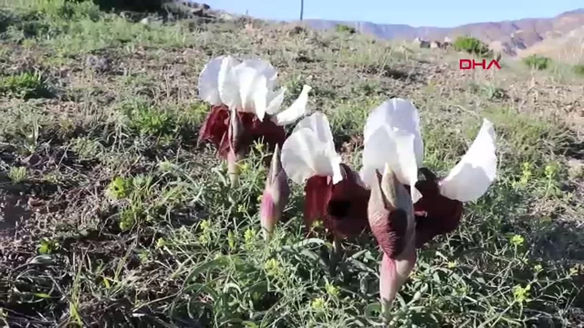 Erzurum’un Nadide Güzelliği: Kurt Kulağı Çiçekleri Meraları Süslüyor