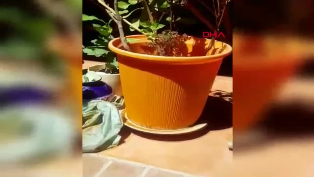 Antalya’da Yağışlar Sivrisinek Tehdidini Artırdı
