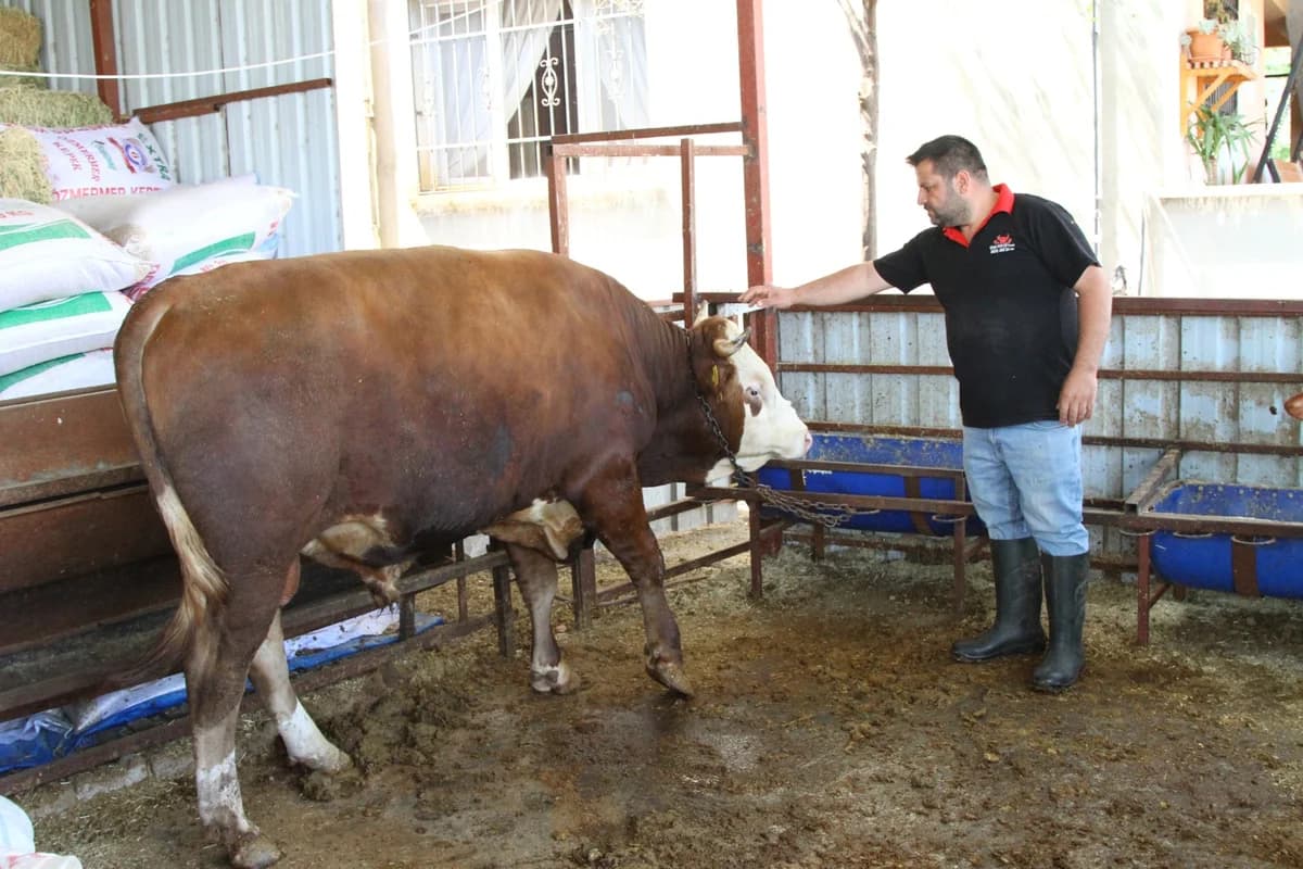 Rekor Fiyata Satılık Dana: 1 Ton 130 Kilo Ağırlığındaki ‘Emir’ 450 Bin TL’ye Talip Arıyor