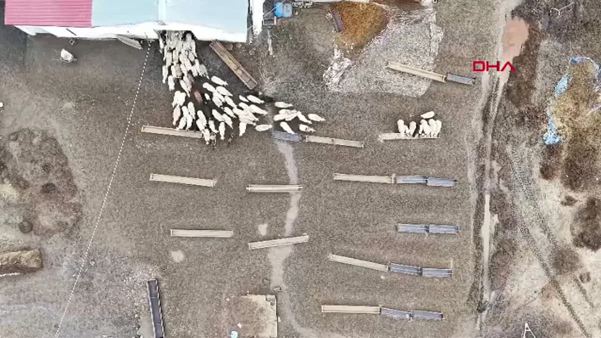 Kars’ta Kuzular Anneleriyle İlk Kez Buluştu