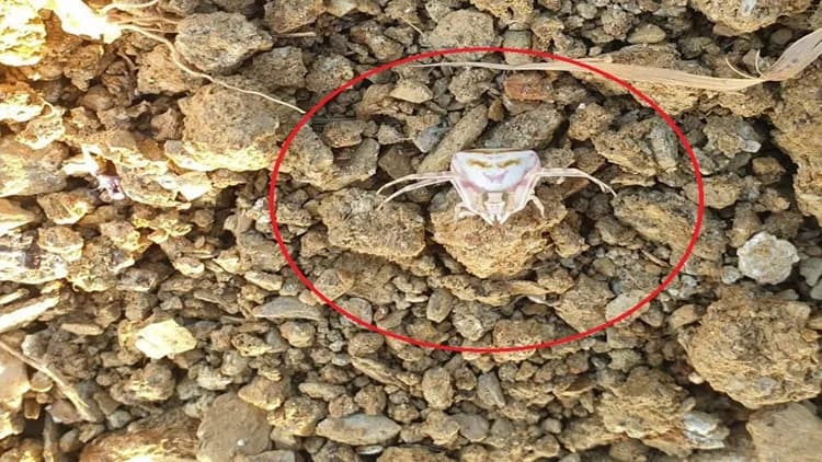 Yalova’da Şaşkınlık Yaratan Keşif: İnsan Yüzlü Örümcek Kamerada!