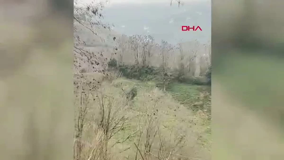Rize’de Havada Dans Eden Şahinler Kameralara Yansıdı