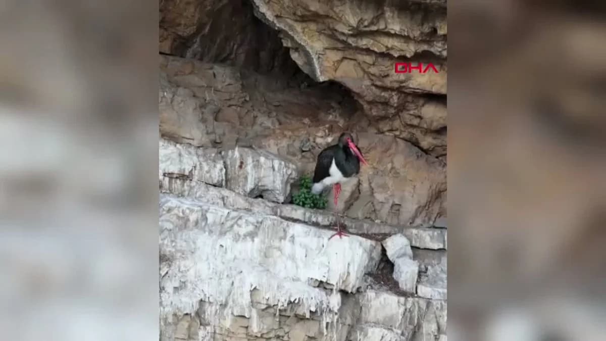 Artvin’in Gizemli Kanyonunda Nadir Misafir: Kara Leylek Drone ile Görüntülendi