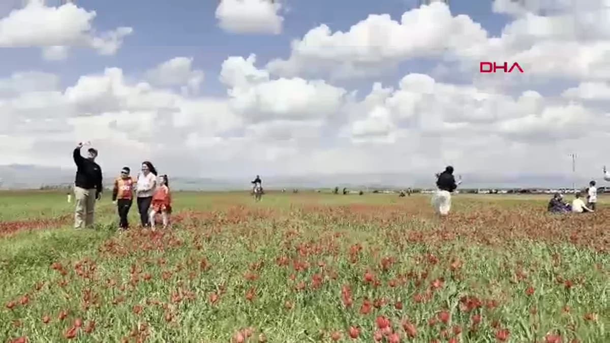 Muş Ovası ‘Muş 1071’ Laleleriyle Kırmızıya Büründü: Doğa Harikası Görücüye Çıktı