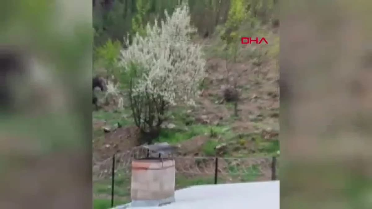 Burdur’un Ağlasun İlçesi’nde Yaban Domuzu Paniği: Yerleşim Yerine İndiler!