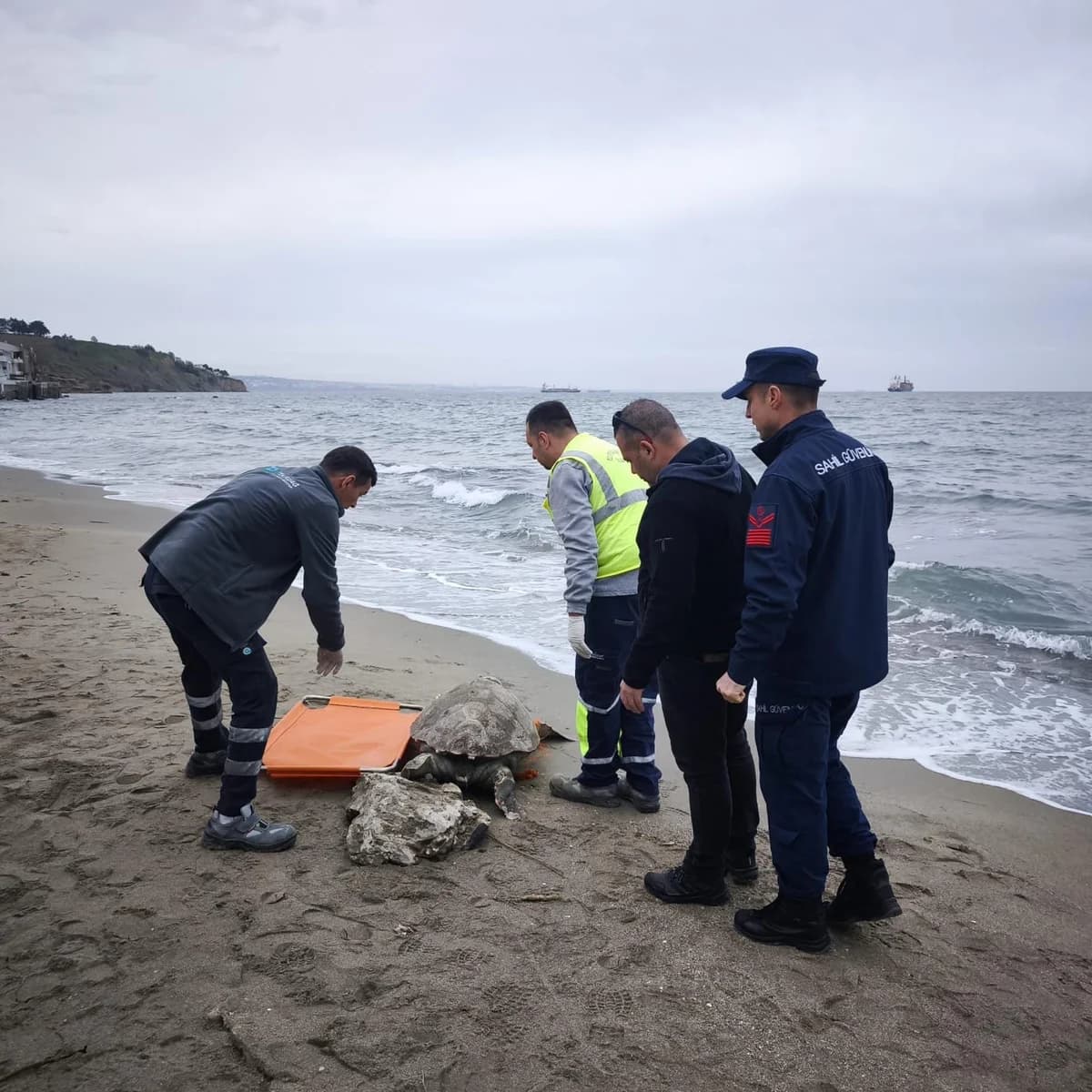 Tekirdağ’da Bulunan Ölü Caretta Caretta, Yetkililere Bildirildi