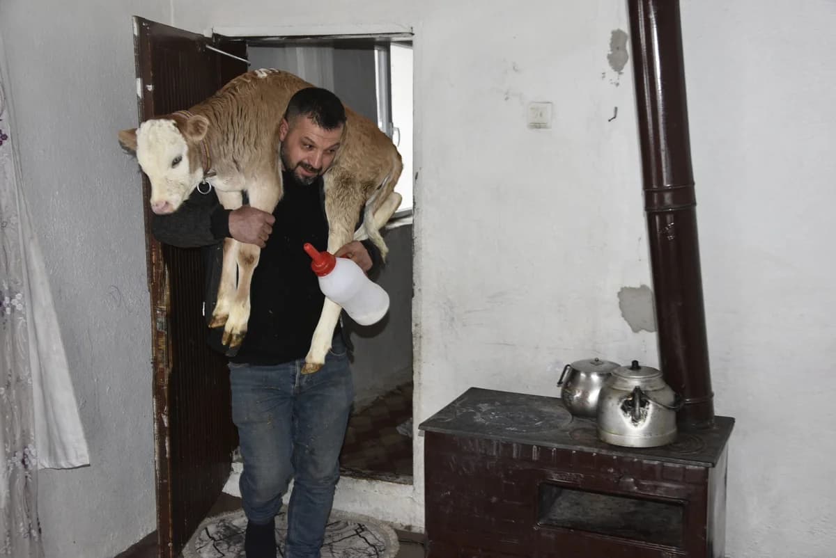 Tatvan’da Aile, Hasta Buzağıyı Biberonla Besliyor