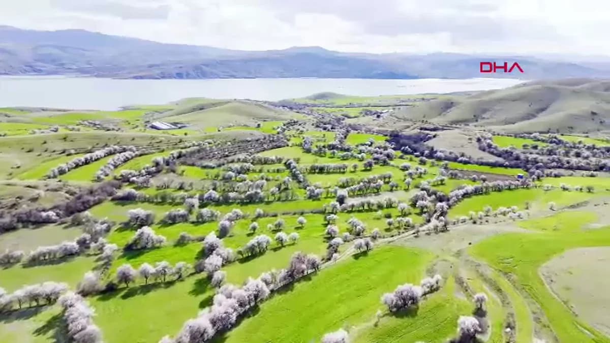 Tunceli’de Badem Ağaçları Çiçek Açtı: Dron ile Eşsiz Manzara
