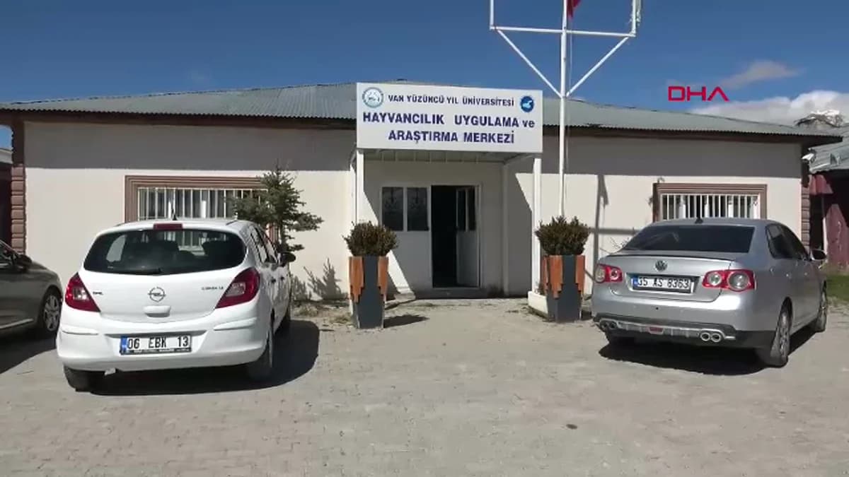 Van’da Koruma Altındaki Norduz Koyunlarının Doğum Sezonu Başladı