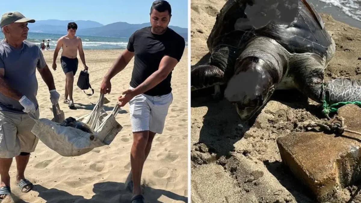 İzmir'de Yeşil Deniz Kaplumbağası Ölü Bulundu: Yüzgecine Parke Taşı Bağlanmış