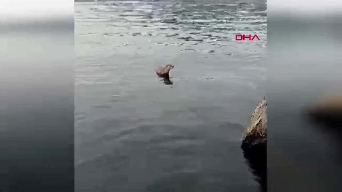 Su Samuru Zonguldak’ta Oltaya Takılan Balığı Kaptı