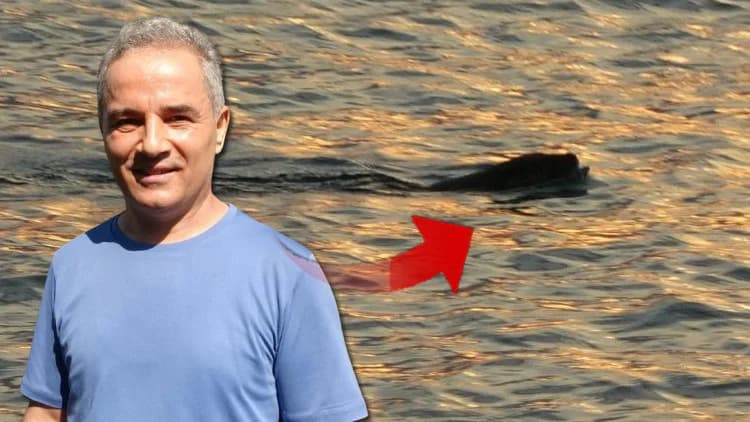 Karadeniz’de Su Samuru Paniği: Vatandaşlar Tedirgin, Uzmanlar Ne Diyor?