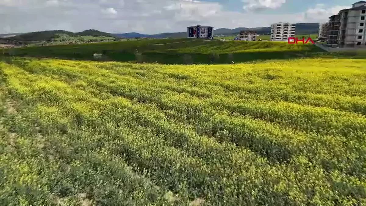 Edirne’de Kanola Tarlaları Sarıya Büründü: Trakya’nın ‘Sarı Altın Çiçeği’