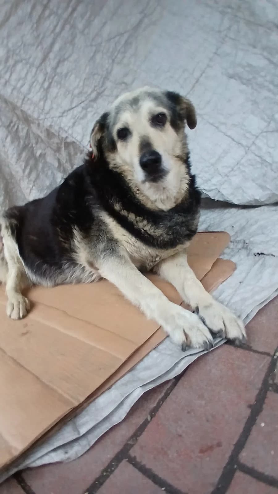 Kadıköy’de Trajik Olay: Pakize Adlı Köpeği Ezerek Kaçtılar