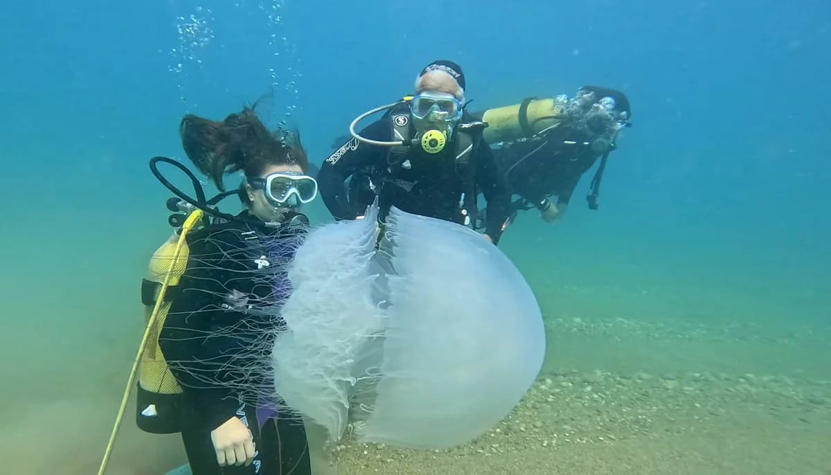 Antalya Körfezi’nde Poyrazın Etkisiyle Denizanaları Kıyılara Vurmaya Başladı