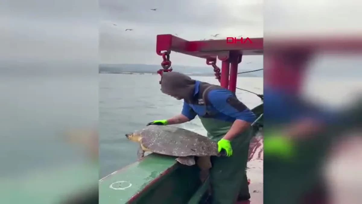 Çanakkale’de Balık Ağına Takılan Caretta Caretta Kurtarıldı