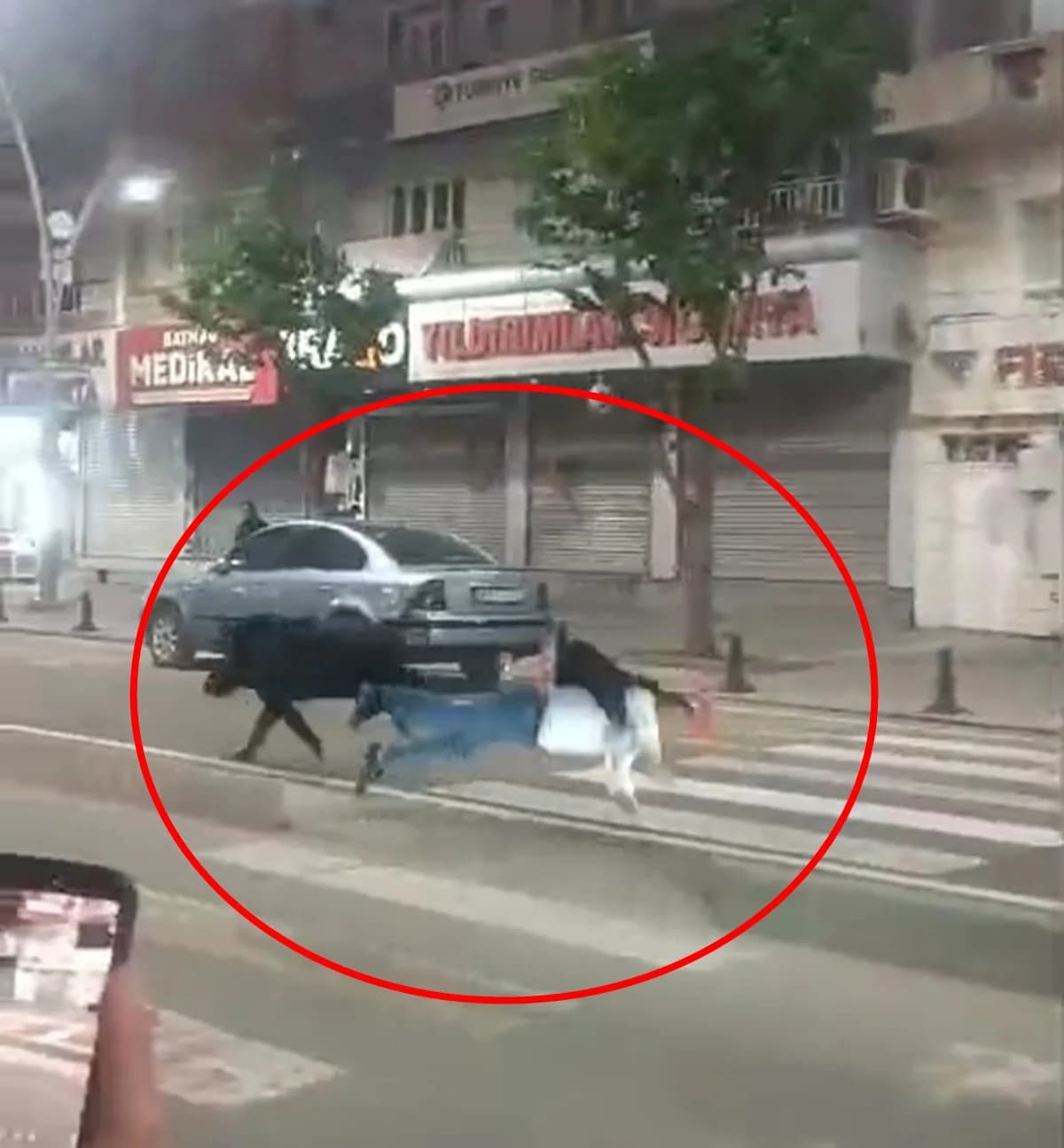 Batman’da Yaban Domuzu Paniği: Kent Merkezine İndi, 3 Kişiyi Yaraladı