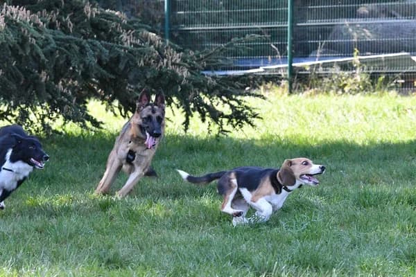 Köpeklerin Yaşına Göre Oyun İhtiyaçları: Her Yaş İçin Eğlenceli Oyun Fikirleri