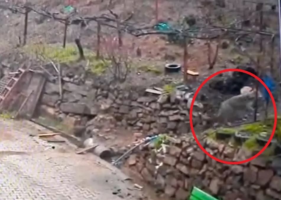 Adana’da Aç Kalan Kurt, Yerleşim Alanında Yiyecek Aradı